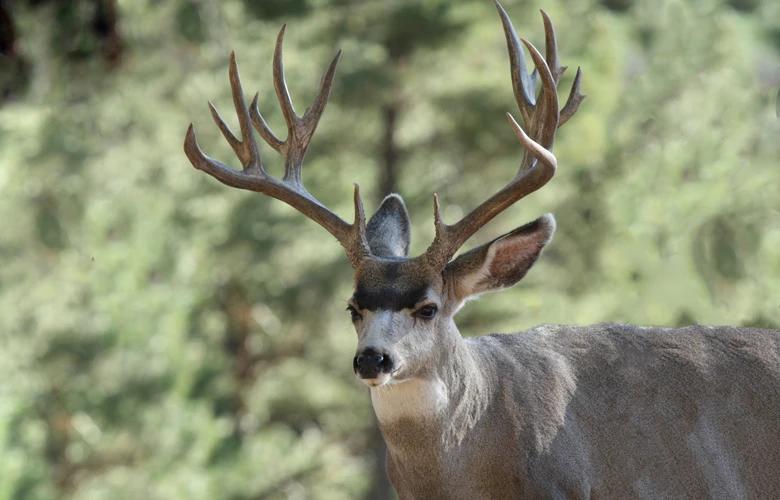 Nontypical arizona mule deer buck 1