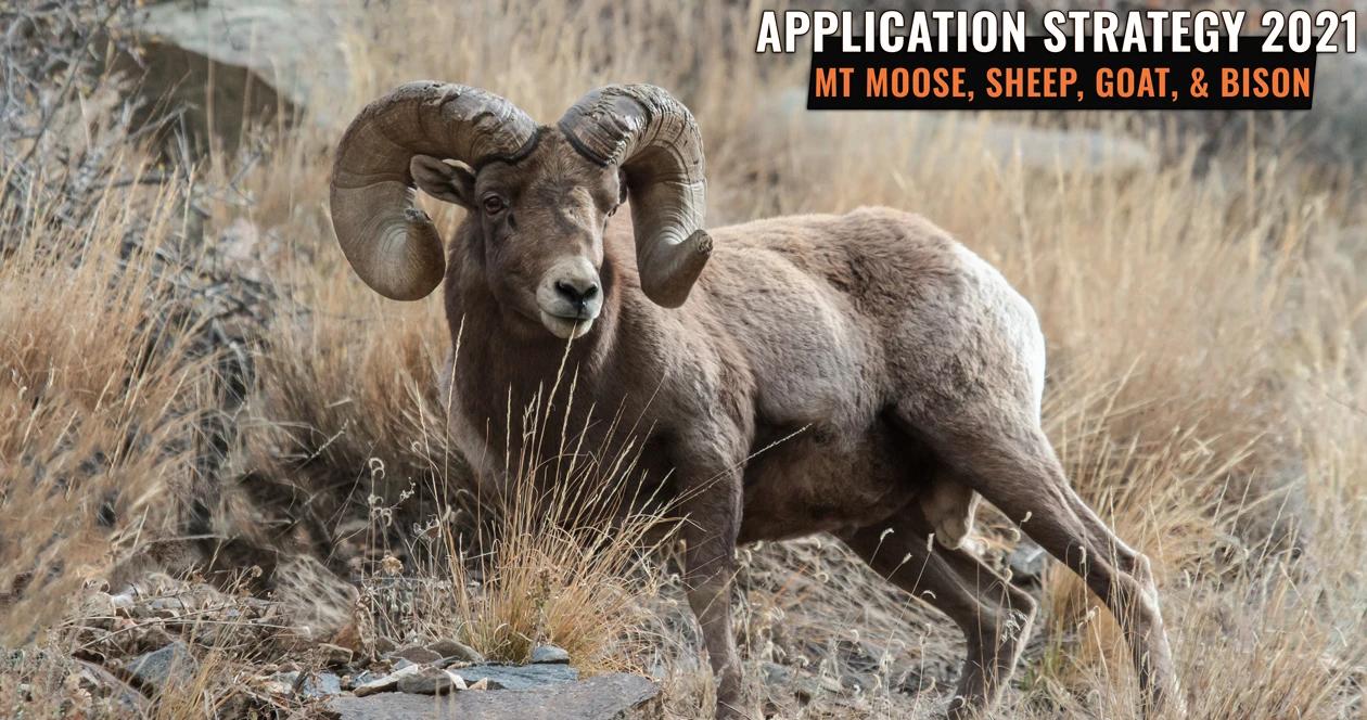 Montana moose sheep goat bison app strategy h1