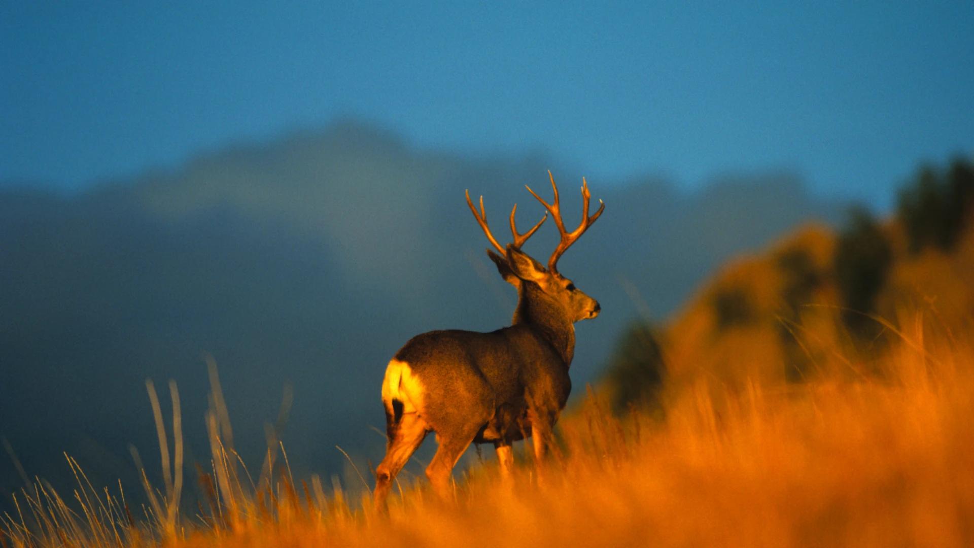 Washington draw results error for special hunt permits