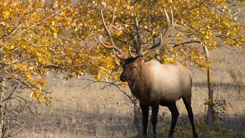 First-ever elk hunt in Wisconsin received a high number of applications