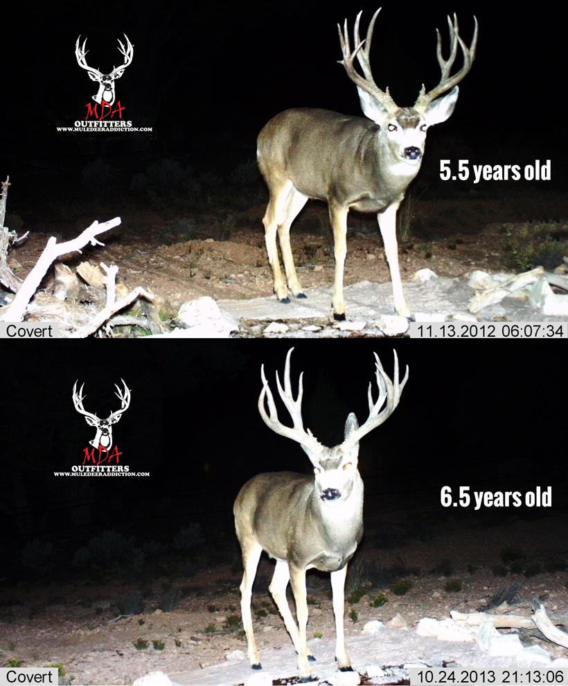 Arizona strip mule deer buck 5.5 to 6.5 years old
