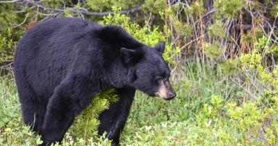 Utah black bear h1