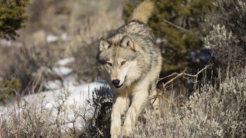 Montana announces 2023 24 wolf quotas