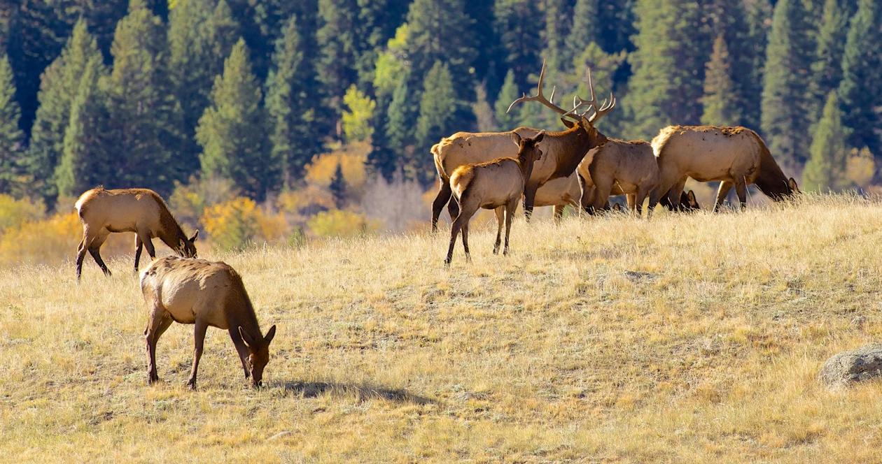 Wyoming elk feedgrounds h1_1