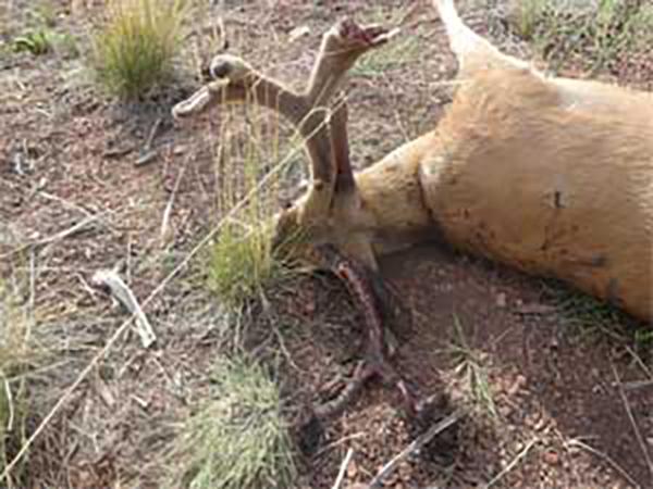 Utah Mule Deer poached and wasted laying in the field