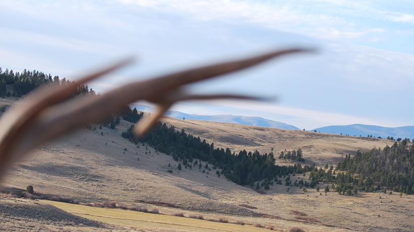Bull elk antler up close from Montana