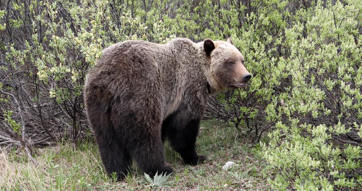 Federal delisting grizzly bear h1