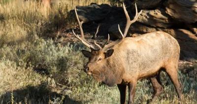 Elk poaching monday h1