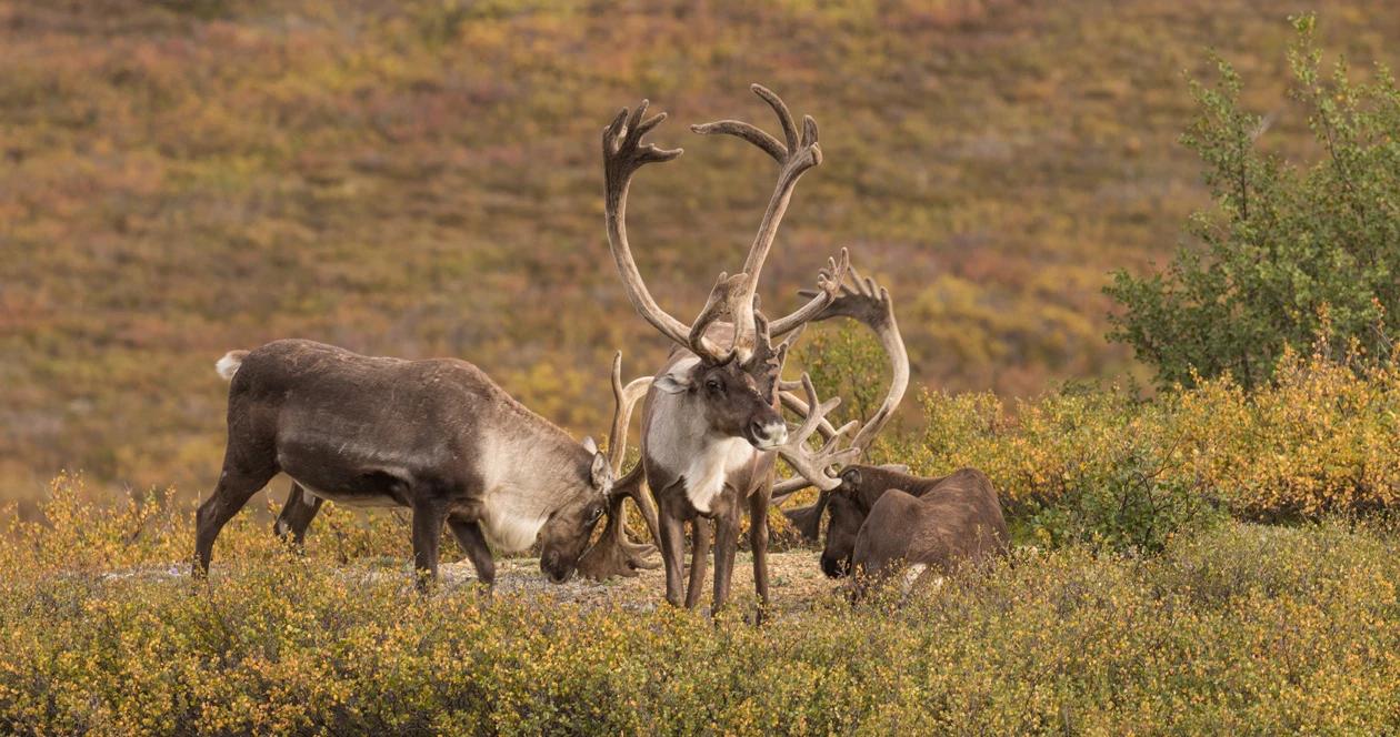 Alaska caribou and moose hunting closure overturned 1