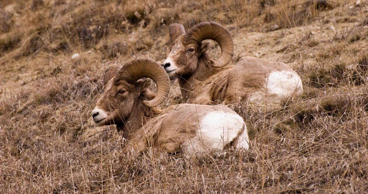 Montana bighorn sheep relocation h1_1