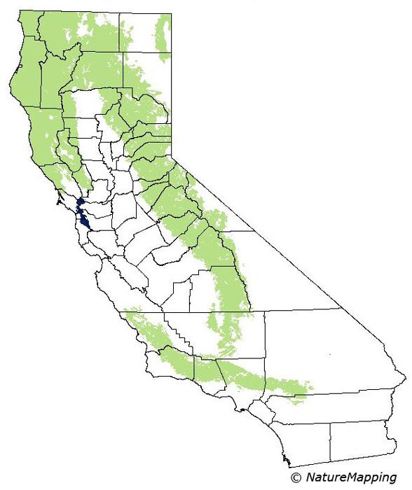 Black bear range in california