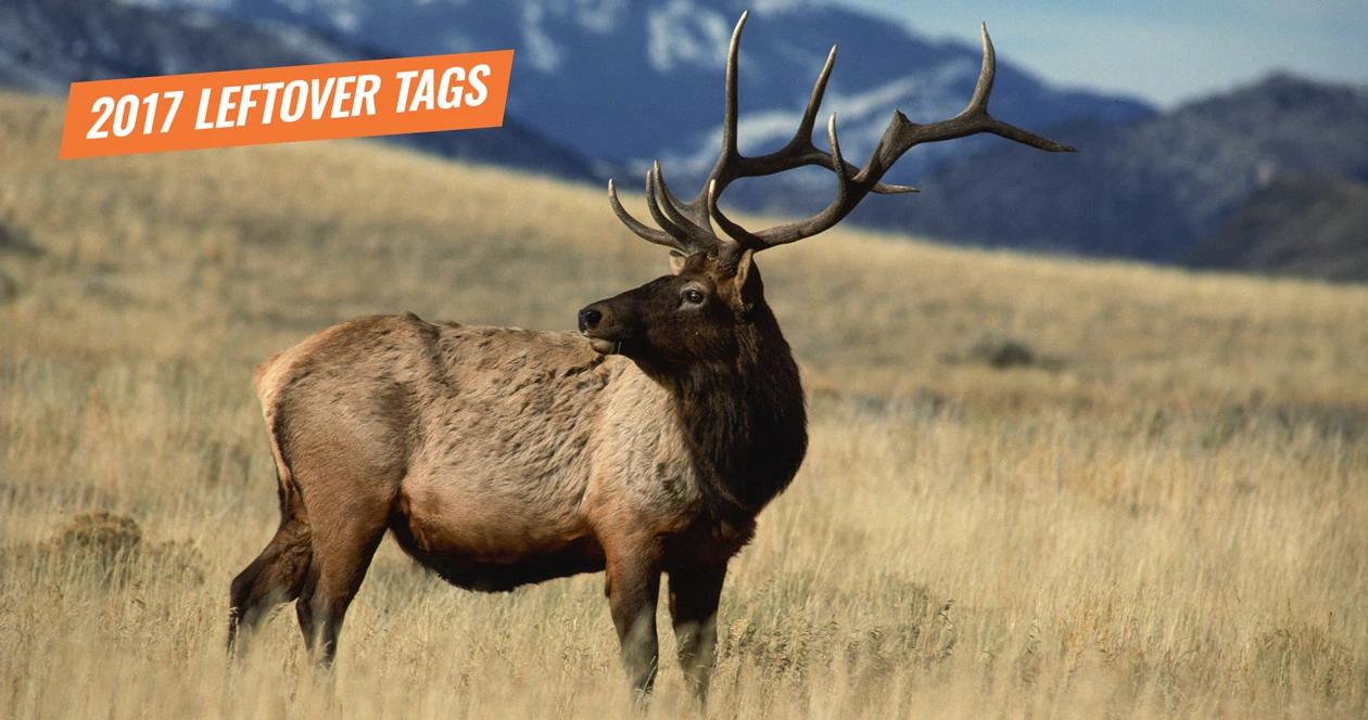 2017 montana leftover elk tags now available 1