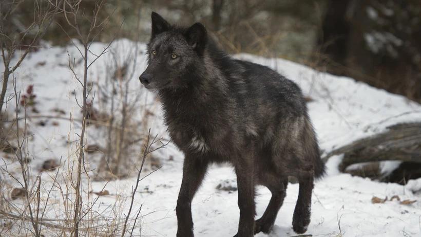 Strange Montana wolf identity confirmed