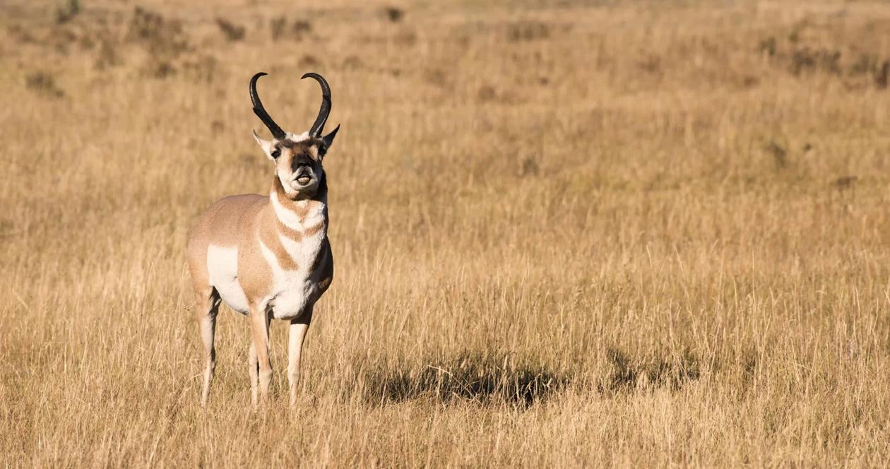 Wyoming antelope h1