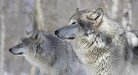 Idaho governer gray wolves h2_1