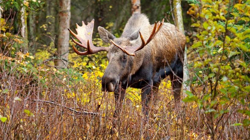 Washington moose