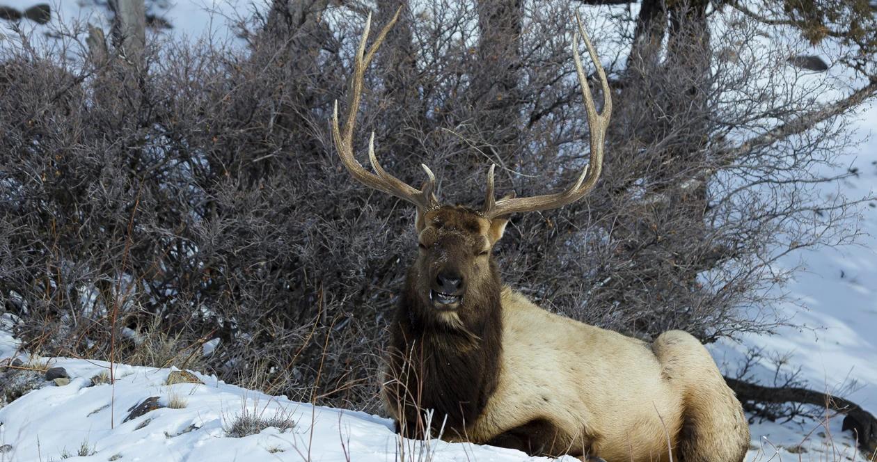Wyoming hunting application h1