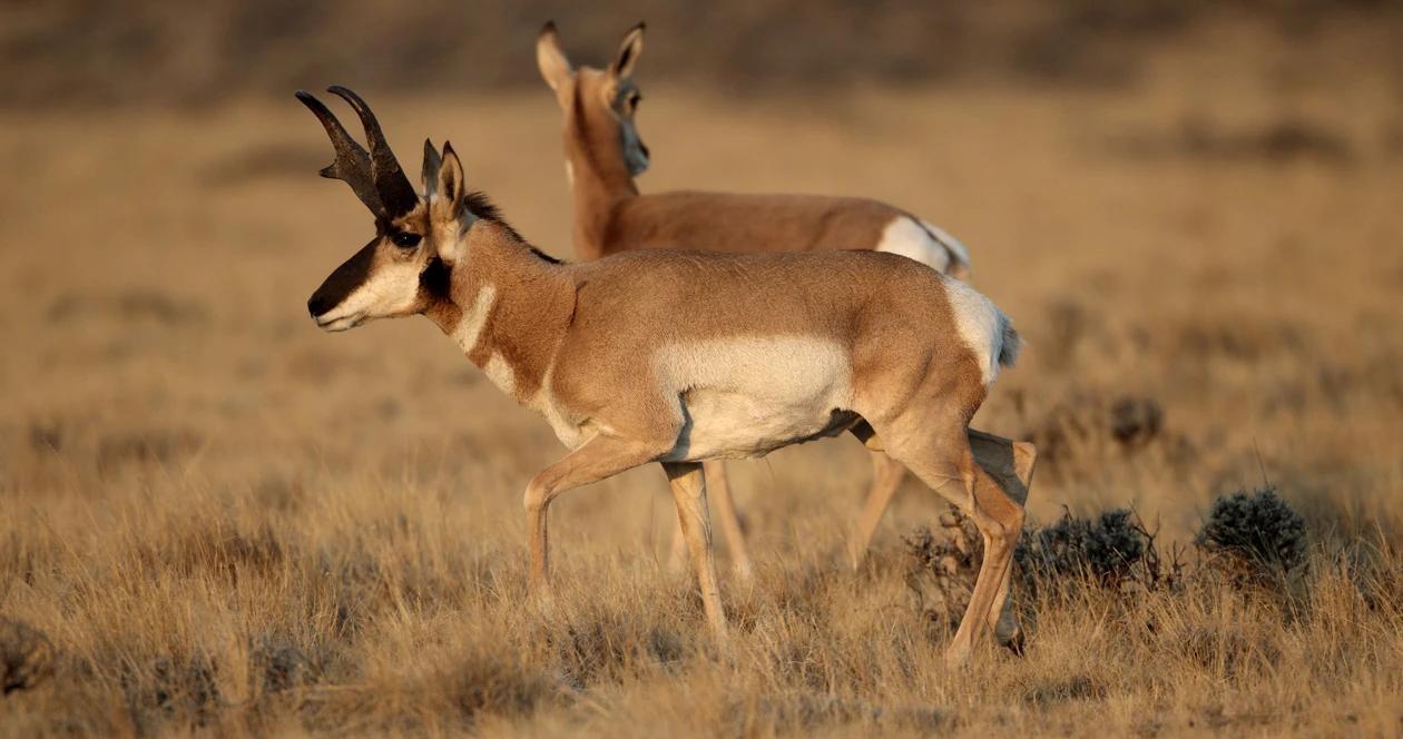 2022 arizona antelope hunting application strategy article 1
