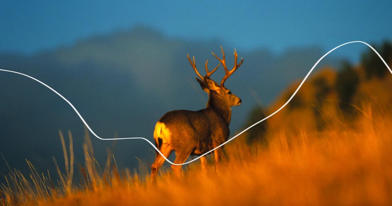 Montana historical mule deer population and harvest breakdown 1
