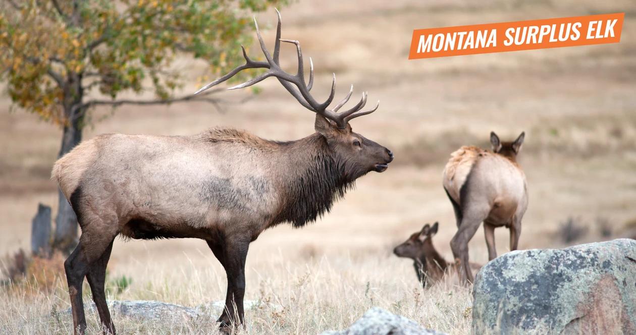 2018 montana surplus elk licenses 1
