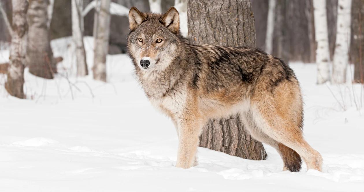 Colorado wolves reintroduction h1_0