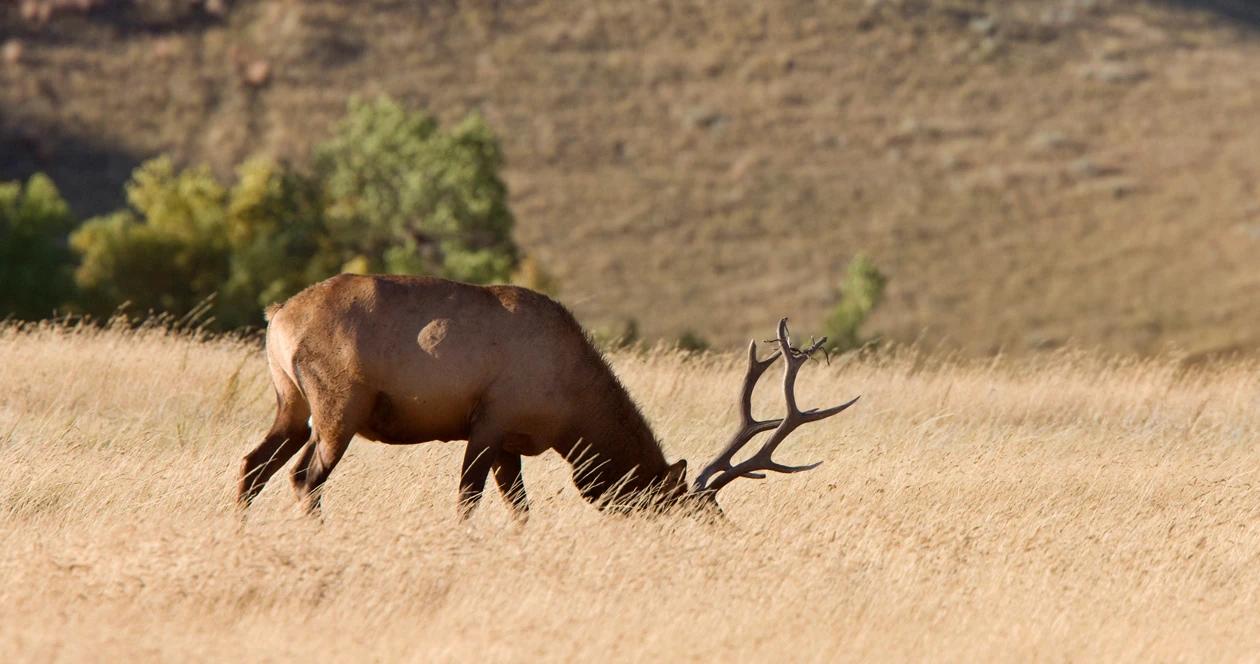 North dakota elk poaching h1