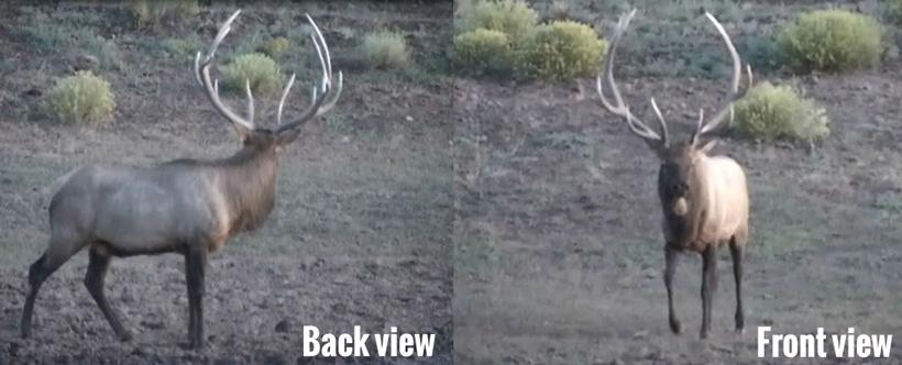 How to field judge bull elk with jay scott bulls antler from the front and behind