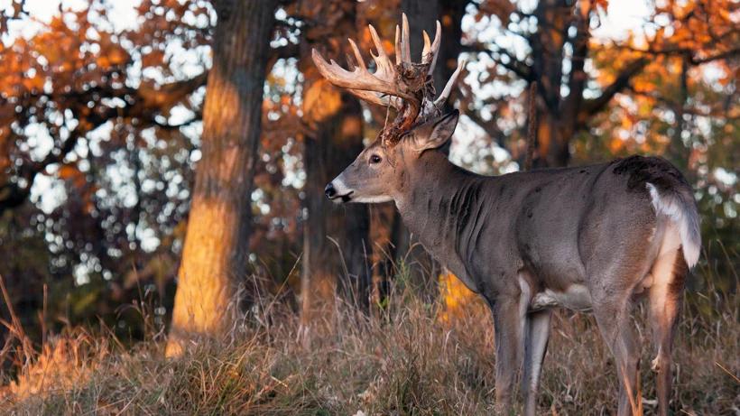 Michigan CWD Deer