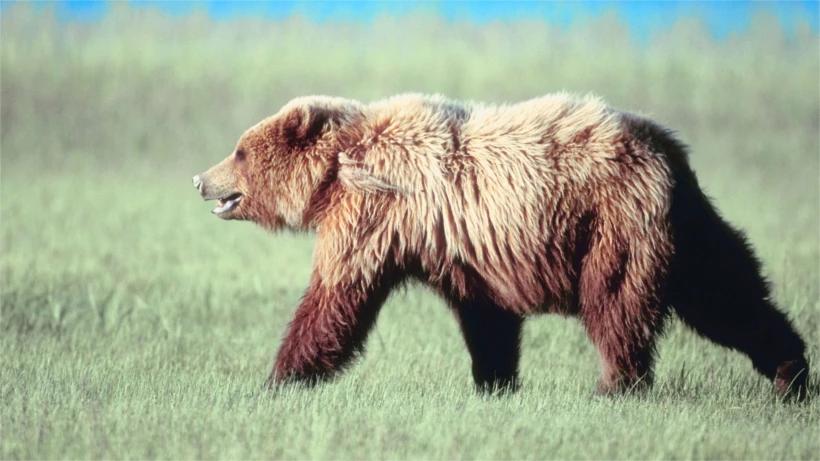 Animal activists call for end of BC grizzly hunt