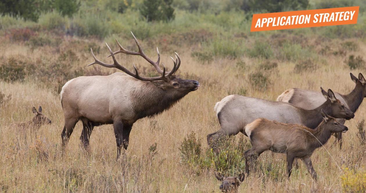 Idaho 2018 elk and antelope application strategy article 1