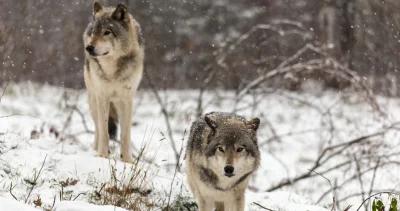 Michigan wolf population stable 1