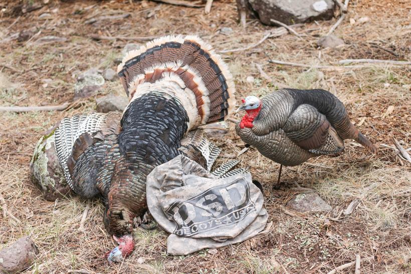 End of a successful turkey hunt with Jay Scott Outdoors