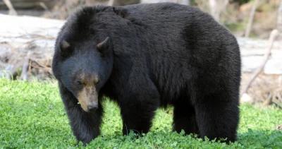 Black bear hunting missouri h1