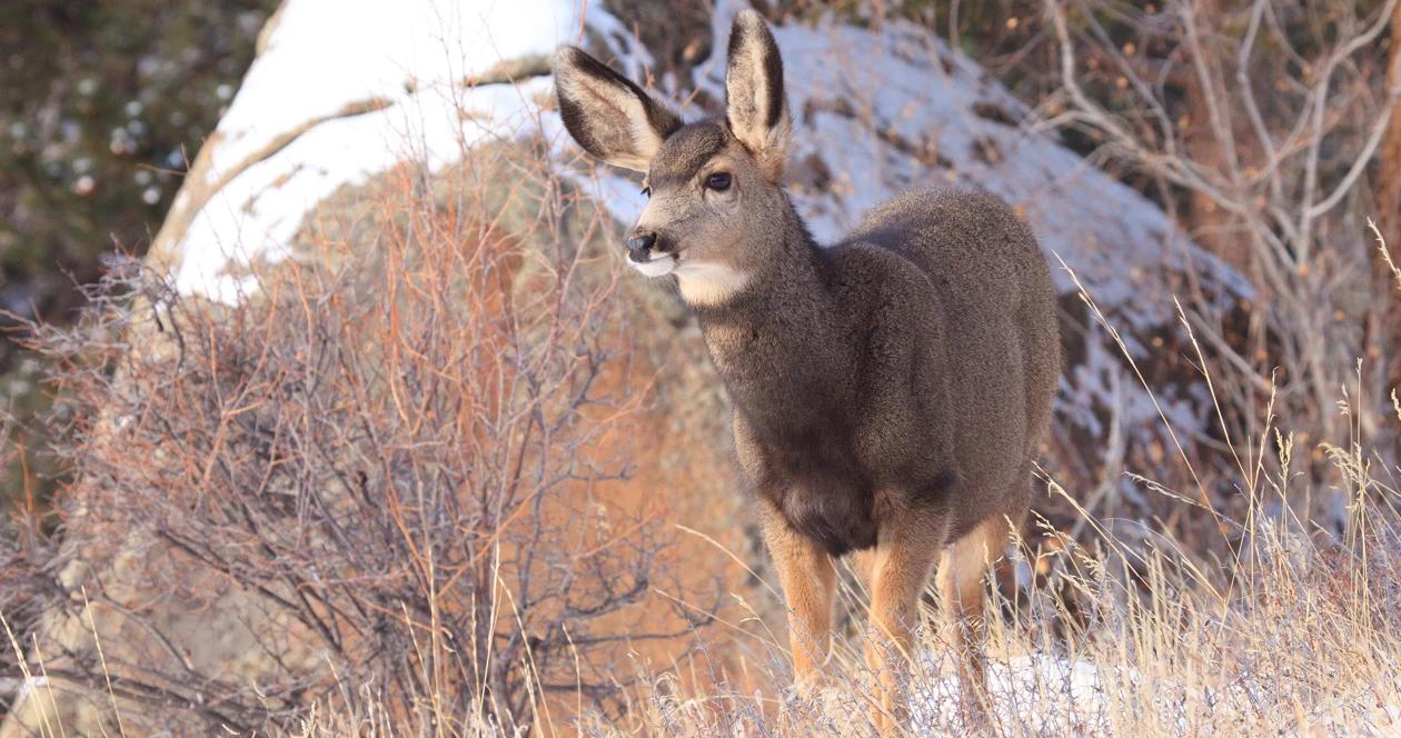 North dakota mule deer h1_1