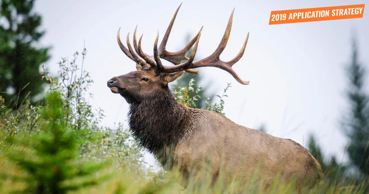 2019 oregon elk and antelope application strategy article 1