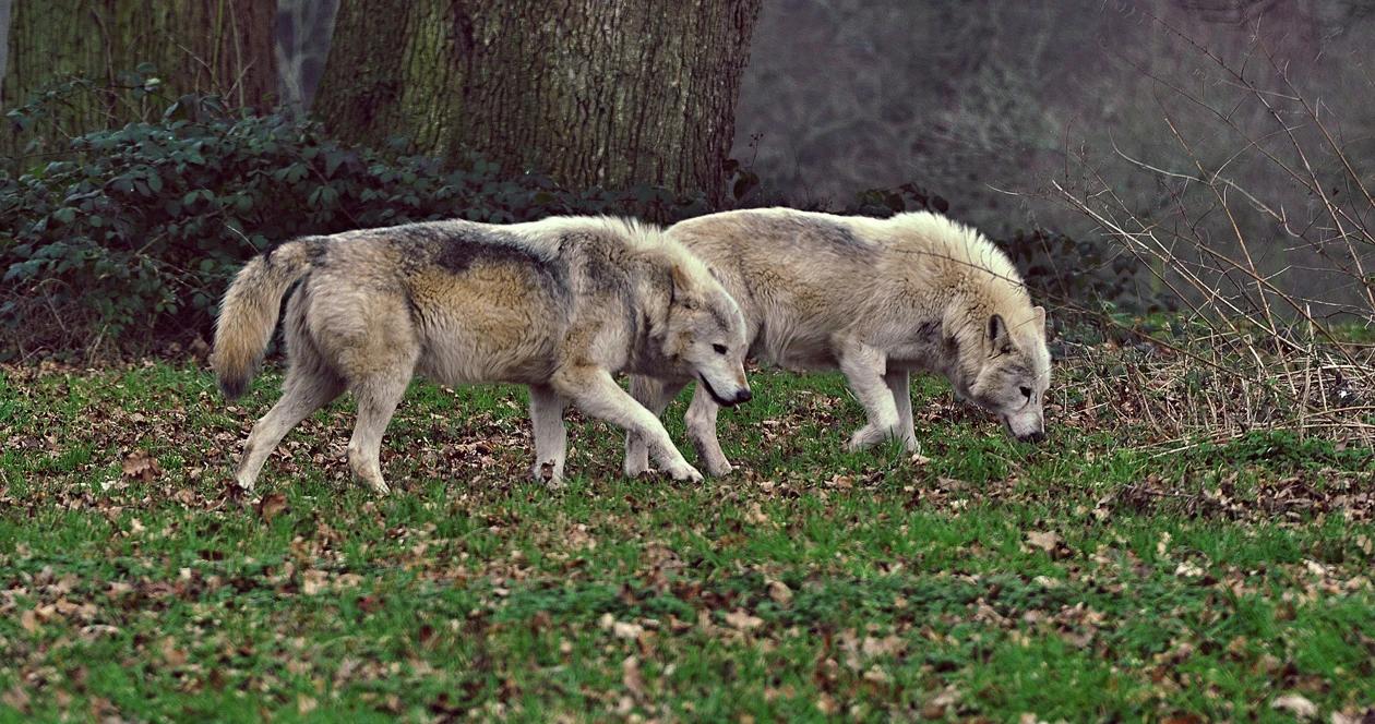 Washington wolves removal h1