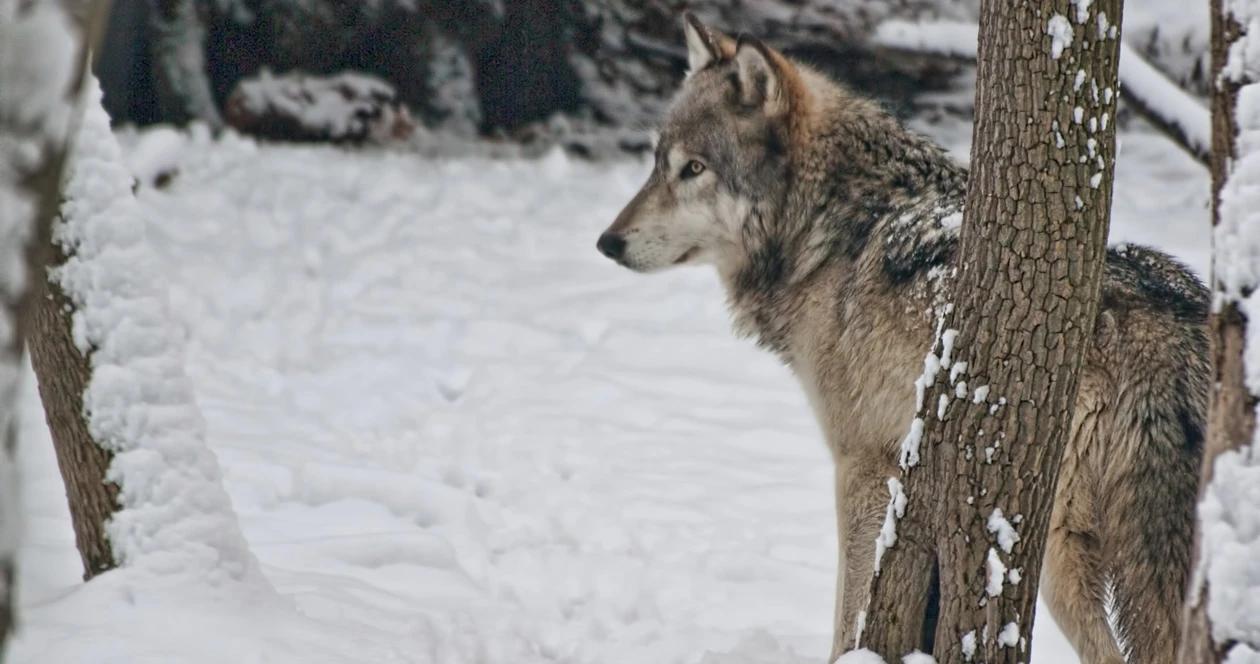 Idaho wolves trail cameras h1