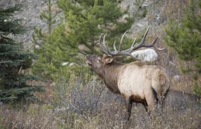 Montana bull elk h1