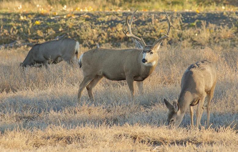 Large mule deer buck near does 1
