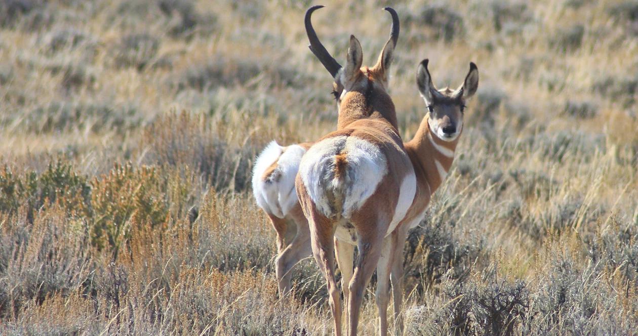 Deer antelope hunting national elk refuge h1