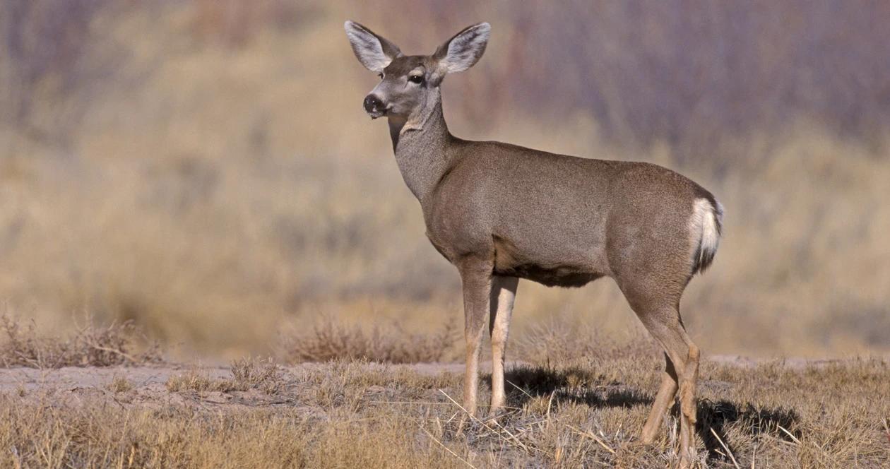 Mule deer doe killed by bobcat h1