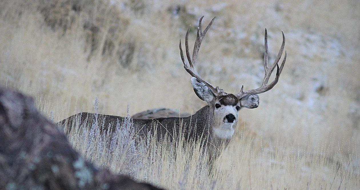 New montana mule deer h1