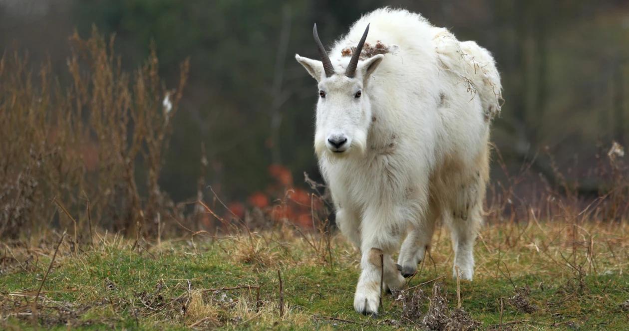 Wyoming mountain goat h1