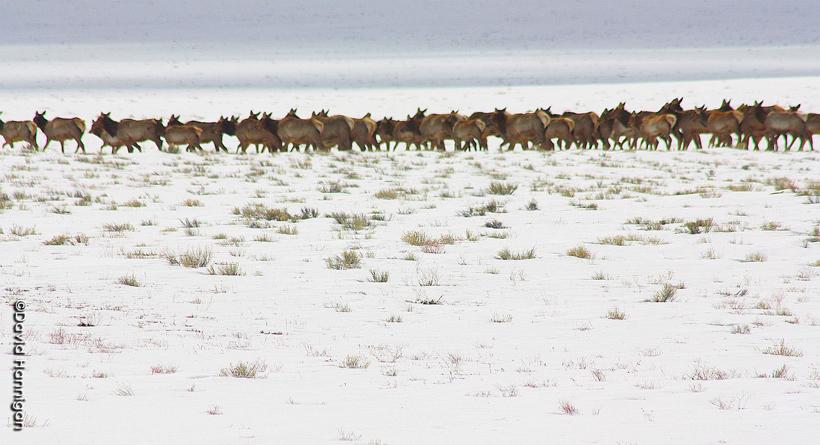 Herd of elk in colorado