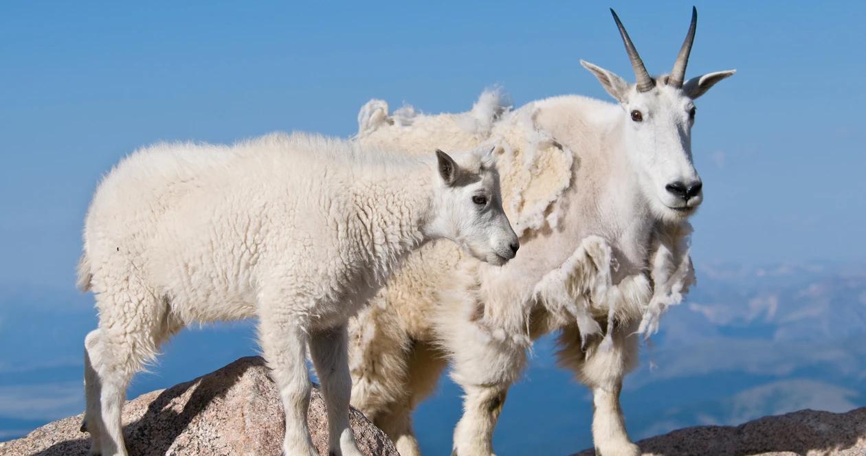Colorado mountain goat h1