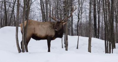 Missouri elk hunting h1