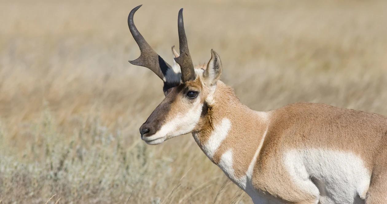 Buck antelope in tall grass 1
