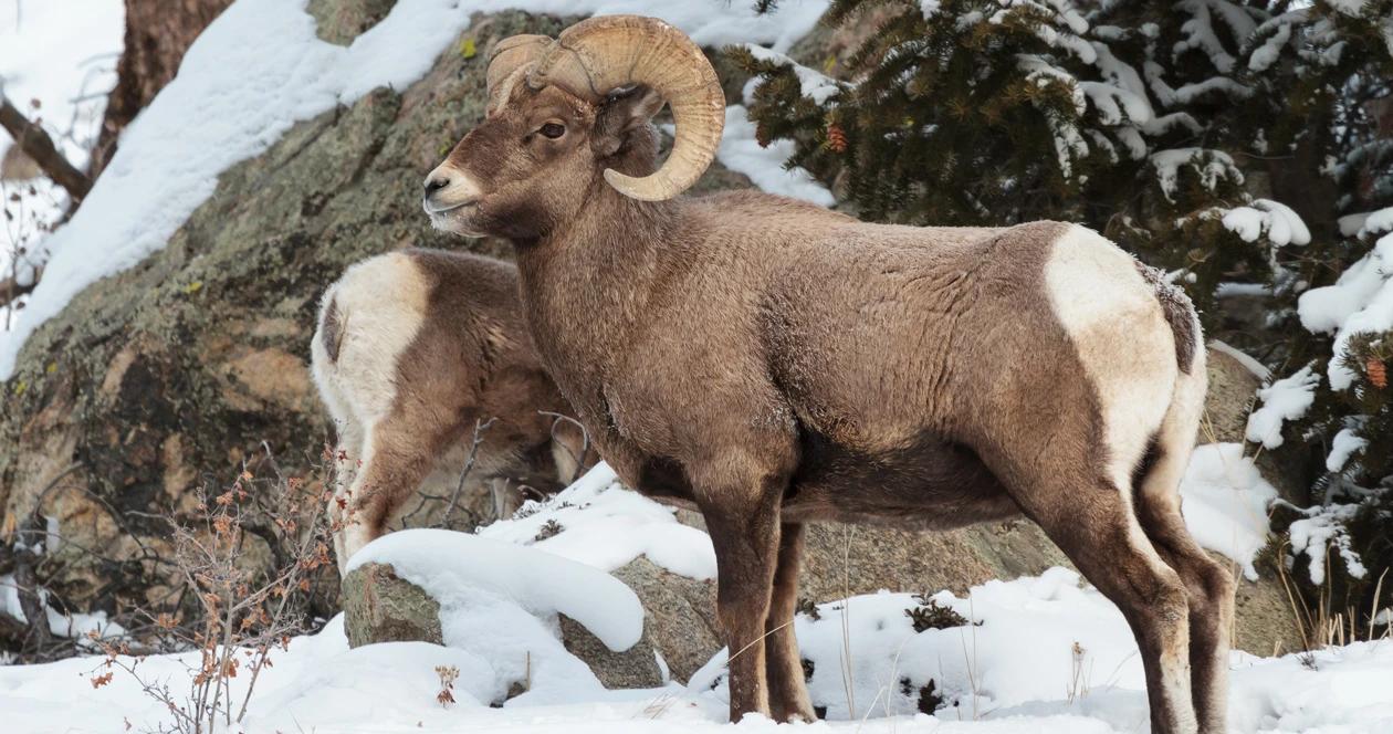 Montana bighorn sheep h1_8