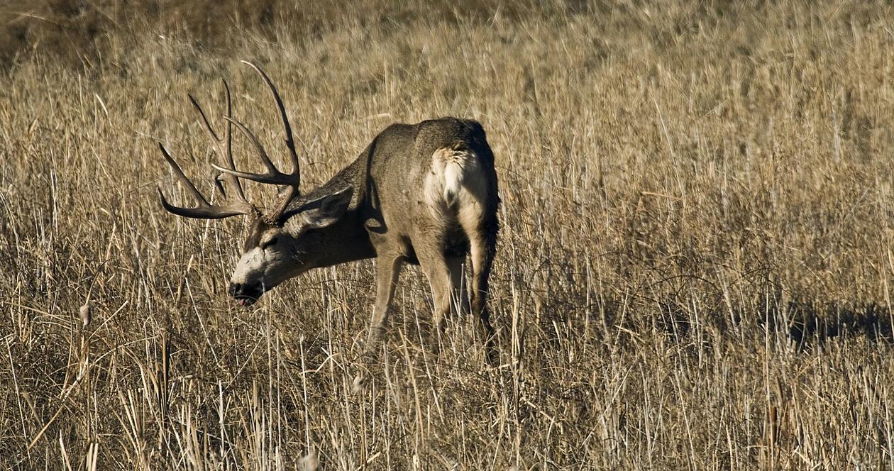 Utah mule deer increased tags h1