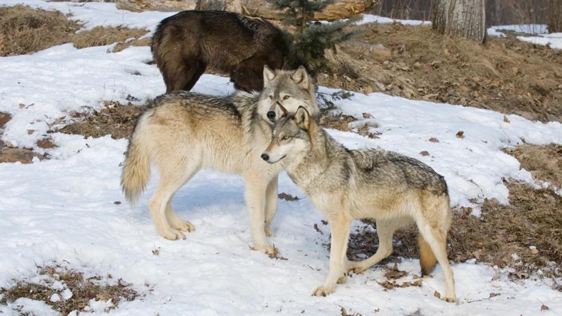 Oregon officials find five dead wolves